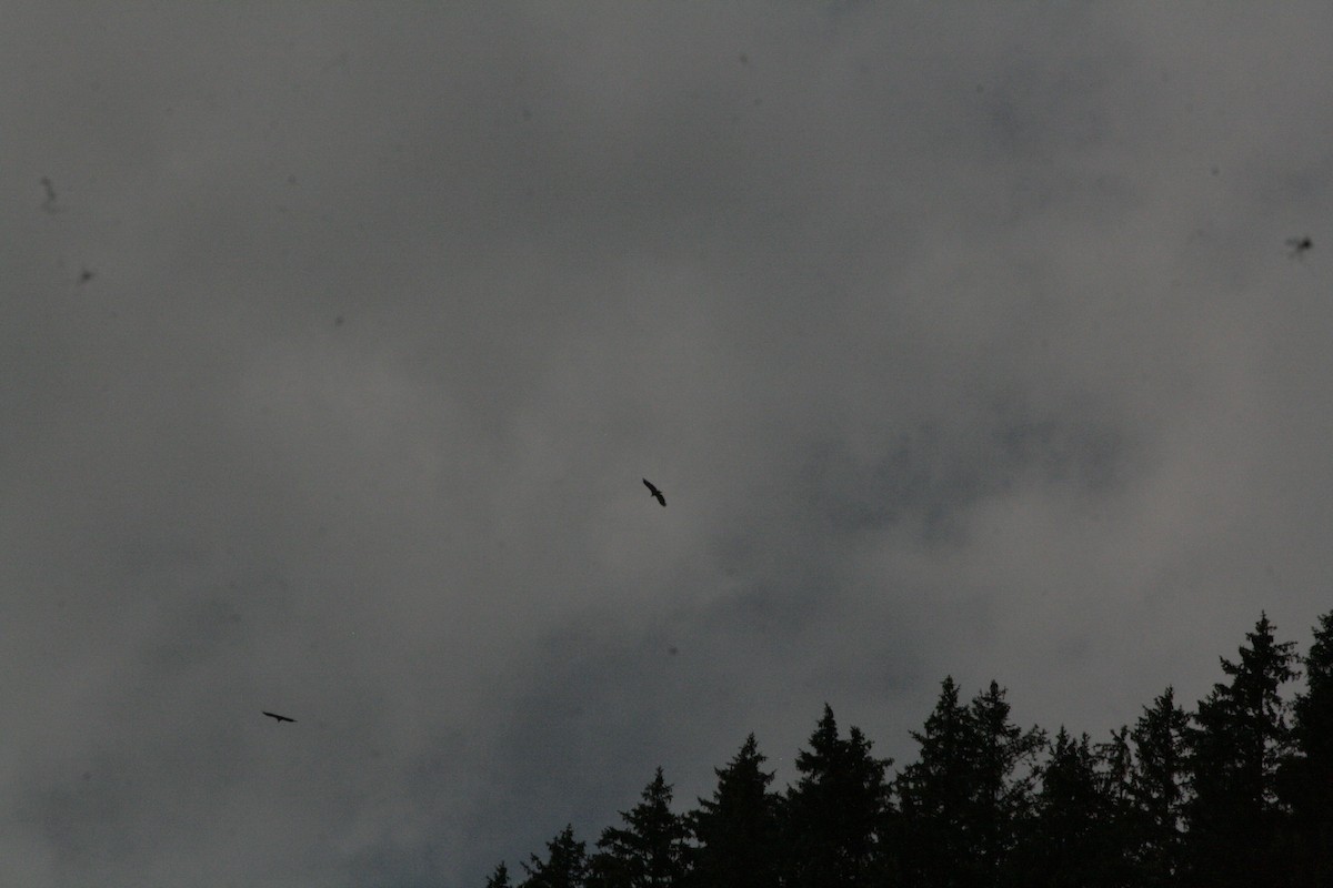 Eurasian Griffon - ML638641079