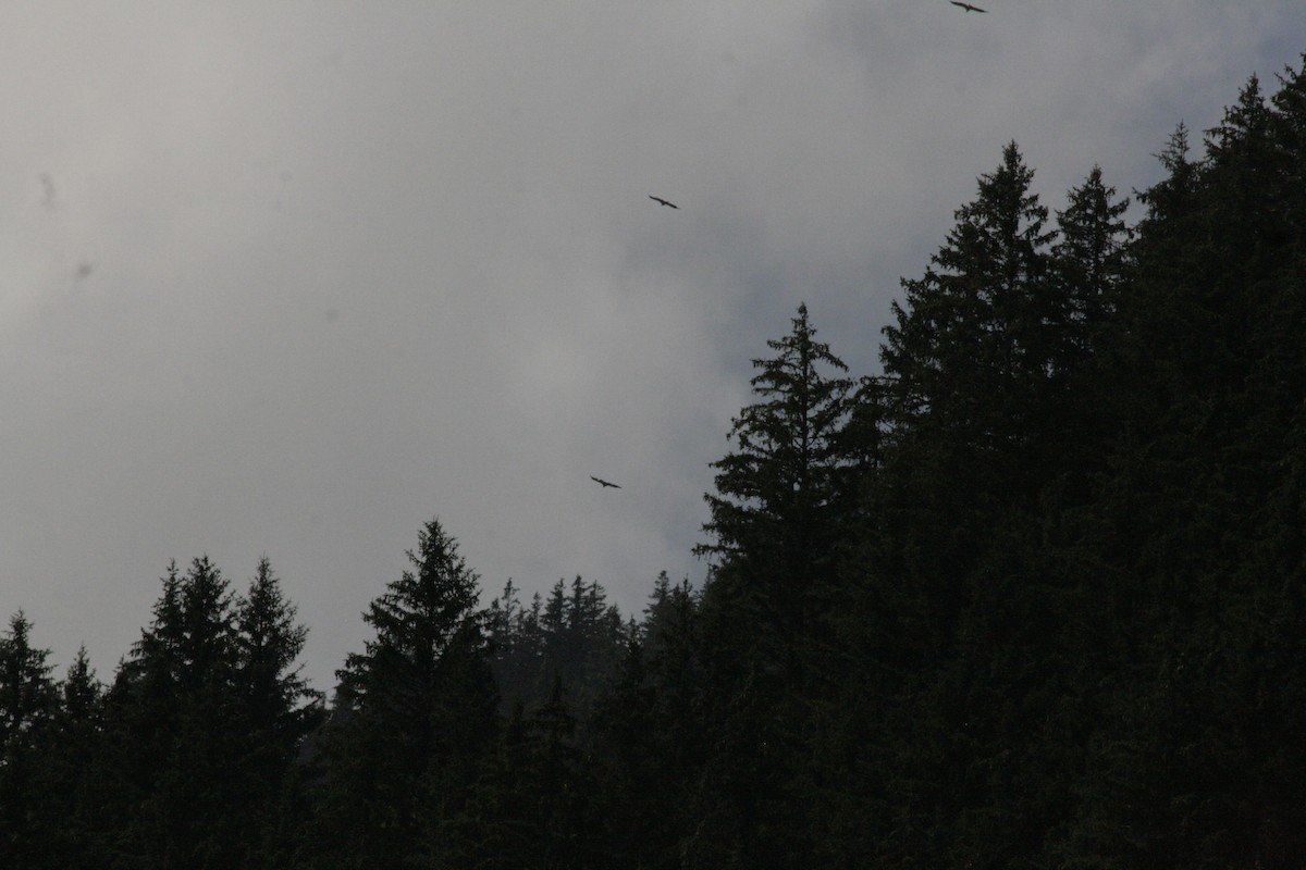 Eurasian Griffon - ML638641080