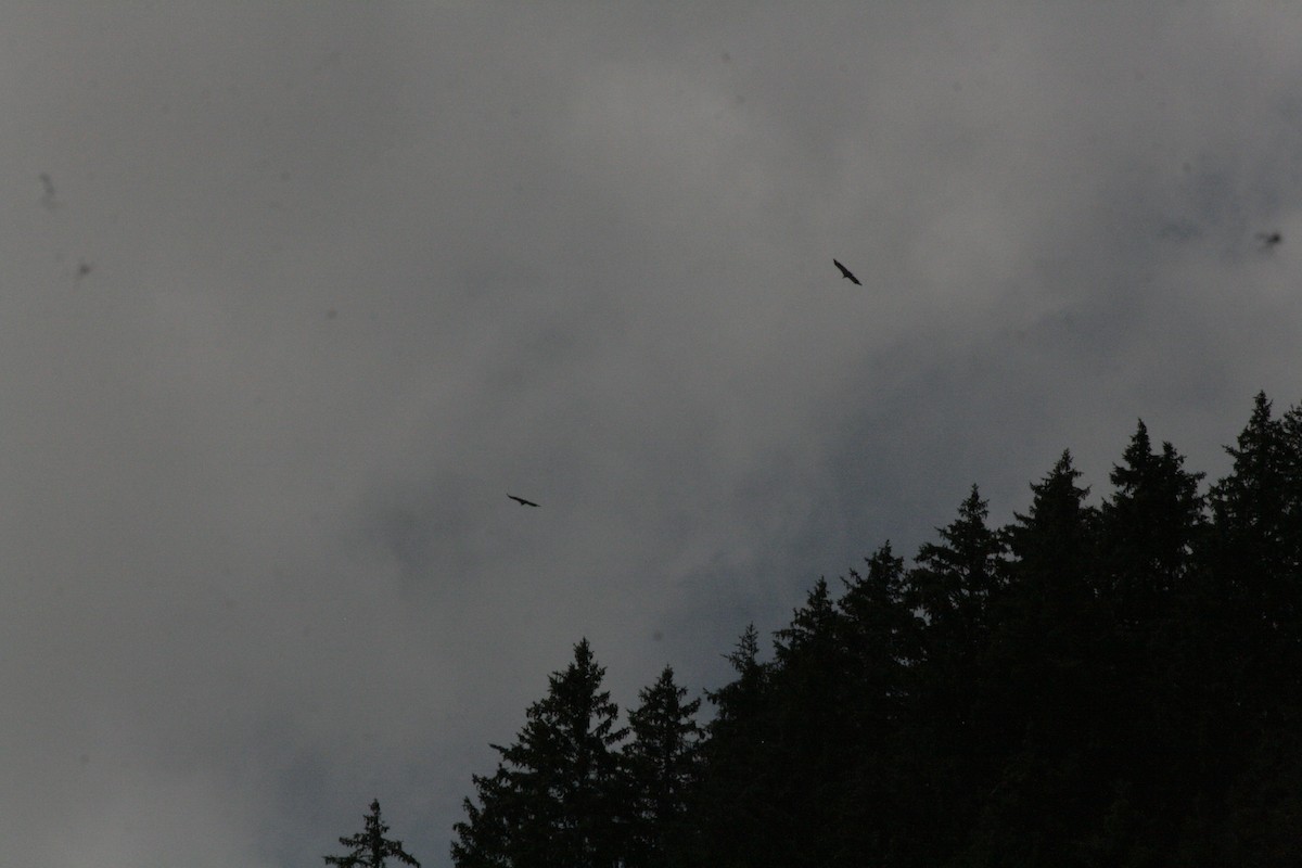 Eurasian Griffon - ML638641081