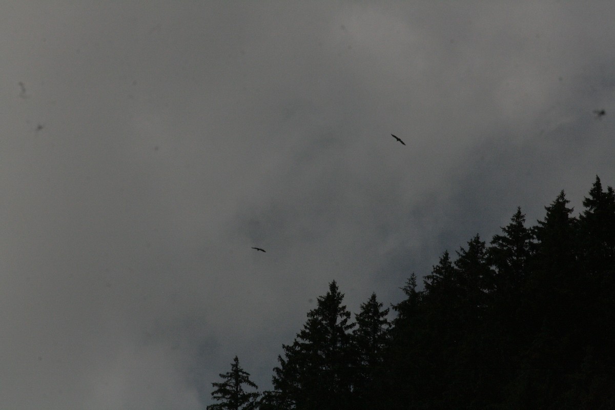 Eurasian Griffon - ML638641082