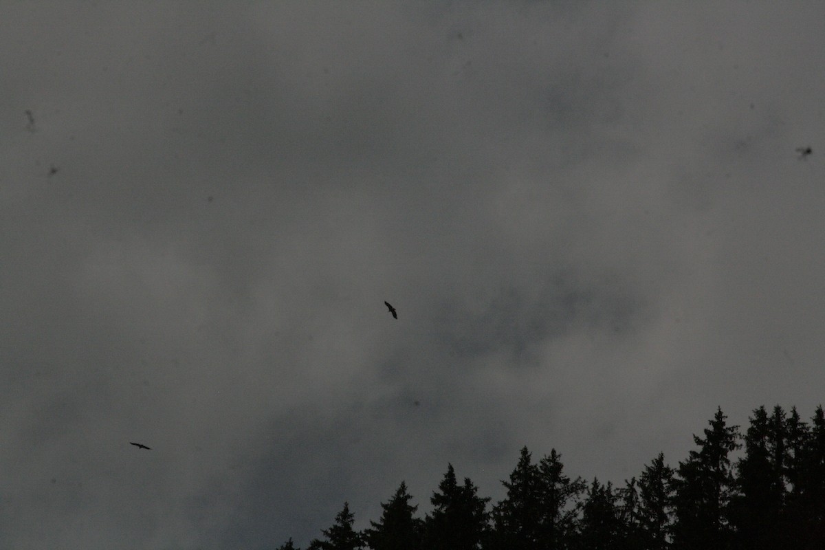 Eurasian Griffon - ML638641083