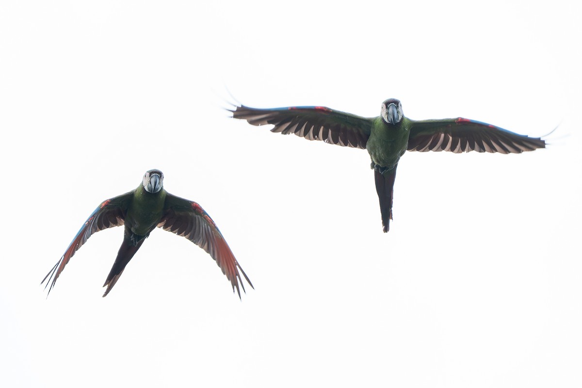 Chestnut-fronted Macaw - ML638641085