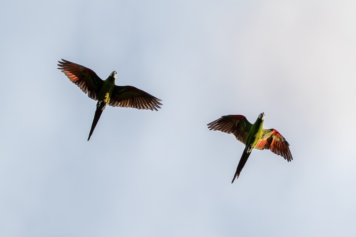 Chestnut-fronted Macaw - ML638641086