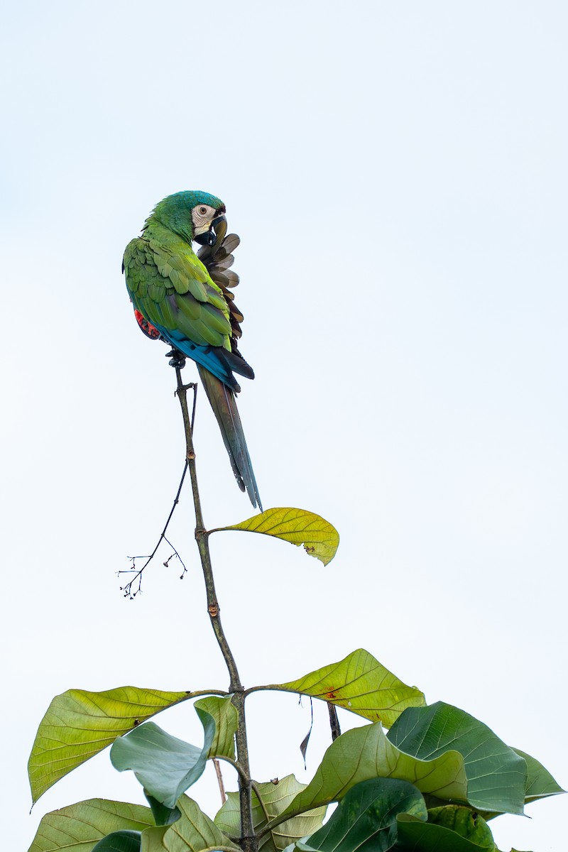 Chestnut-fronted Macaw - ML638641088