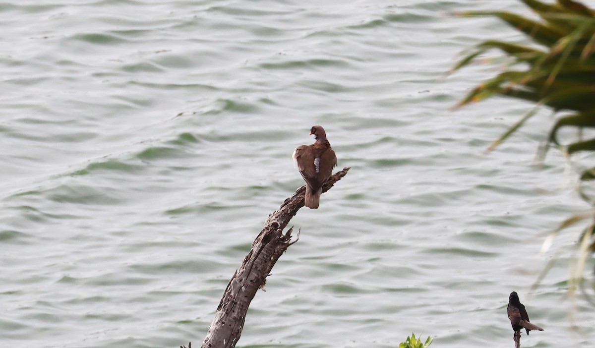 Bare-eyed Pigeon - ML638641112