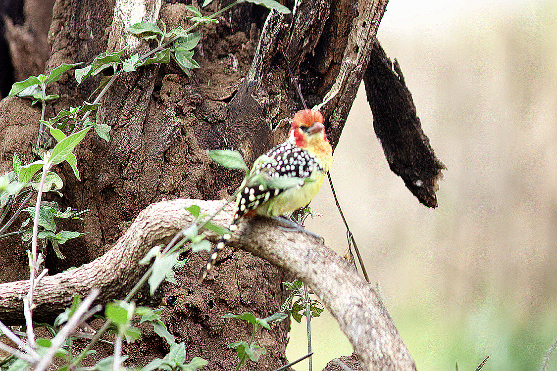 Red-and-yellow Barbet - ML638641146