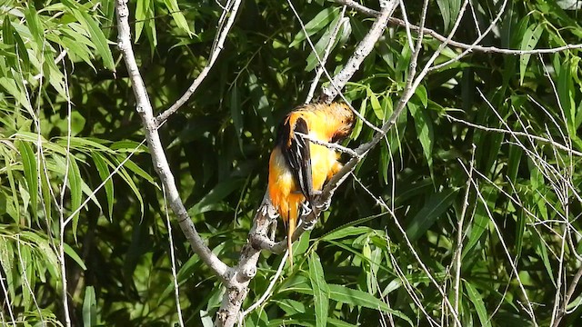 Baltimore Oriole - ML638641149