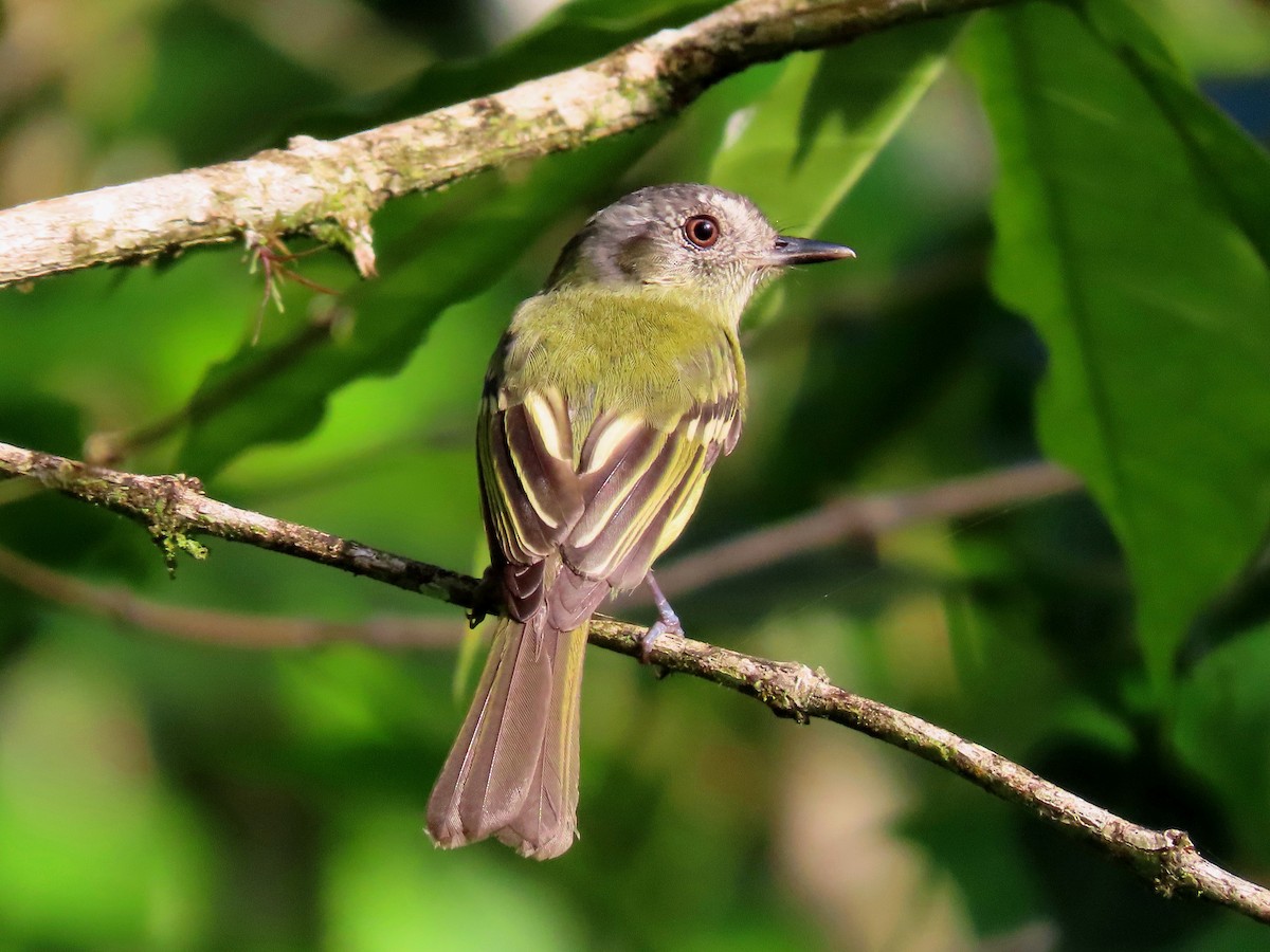 Slaty-capped Flycatcher - ML638641151