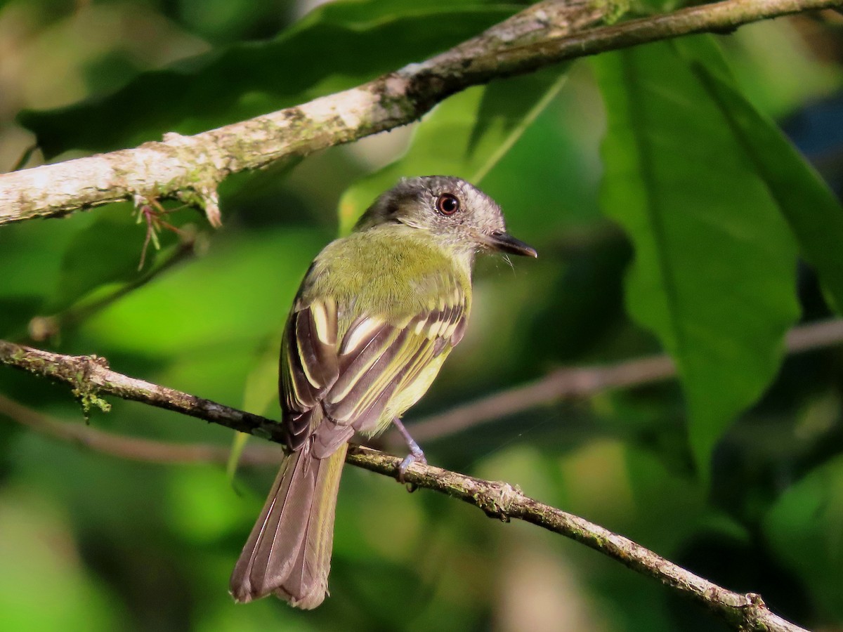 Slaty-capped Flycatcher - ML638641158