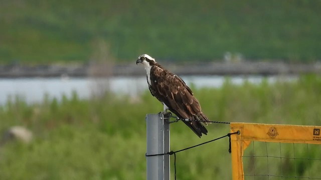 Osprey - ML638641173