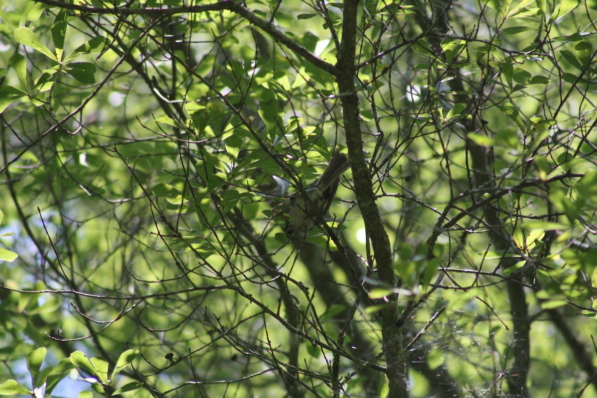 Tufted Titmouse - ML638641195