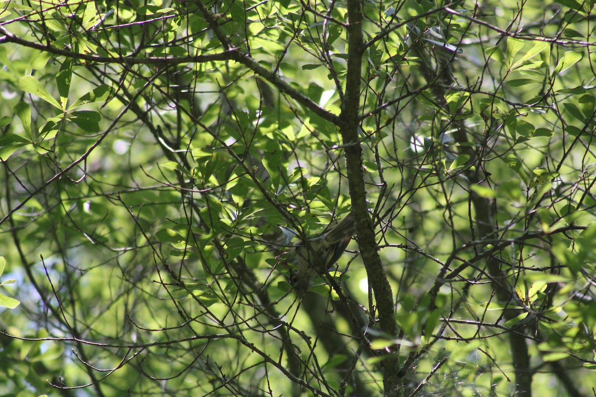 Tufted Titmouse - ML638641196