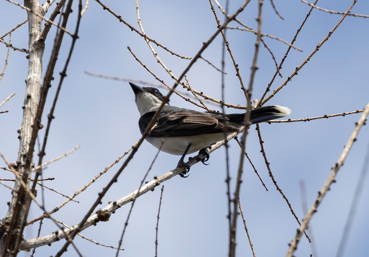 Eastern Kingbird - ML638641199