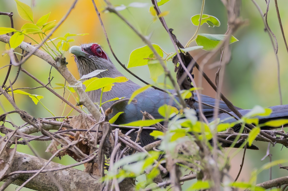 Green-billed Malkoha - ML638641244