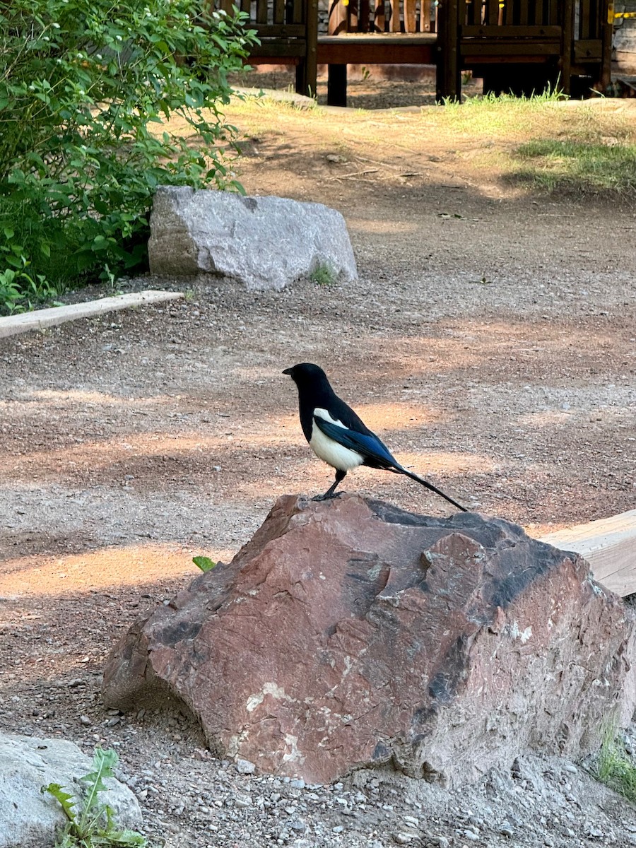 Black-billed Magpie - ML638641251