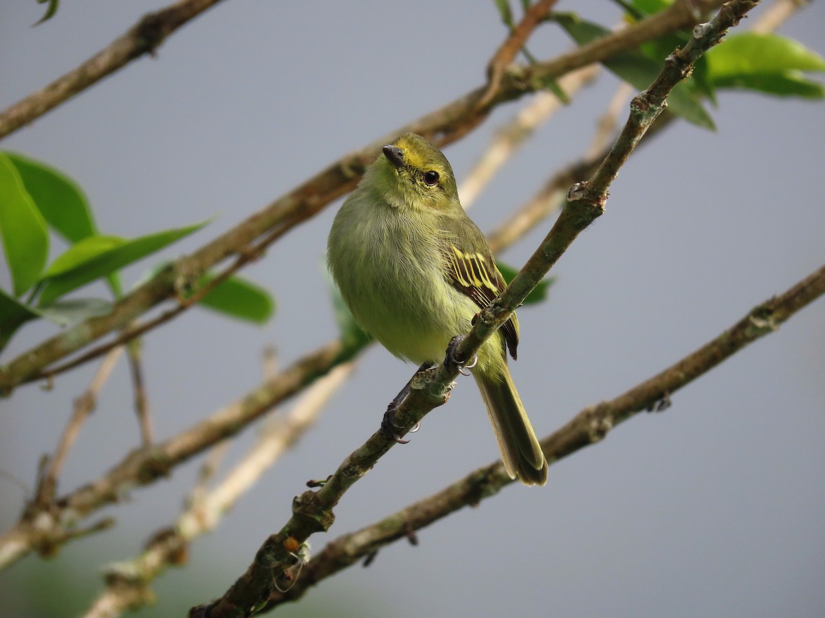 Golden-faced Tyrannulet - ML638641257