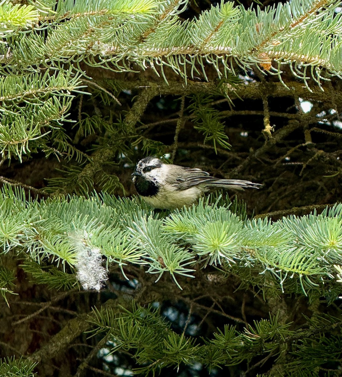 Mountain Chickadee - ML638641261
