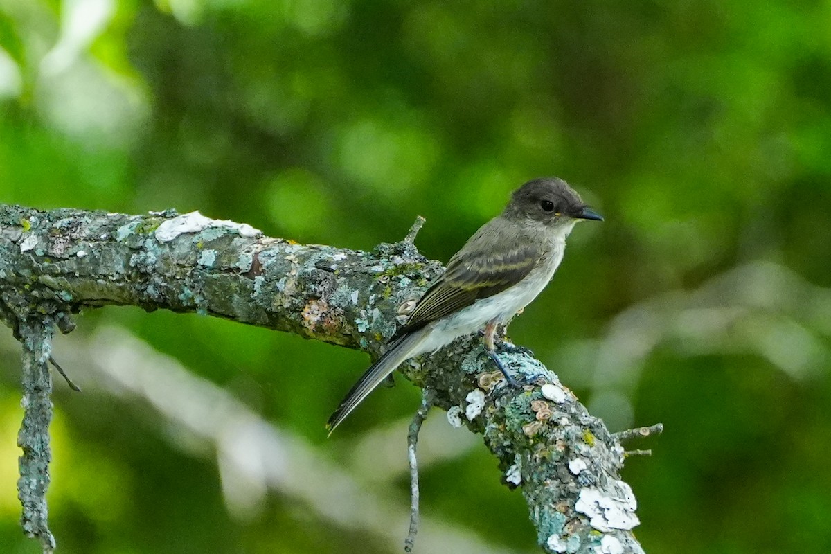 tyranovec domácí - ML638641271