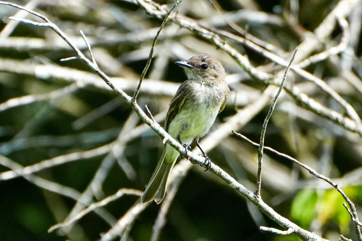 tyranovec domácí - ML638641273