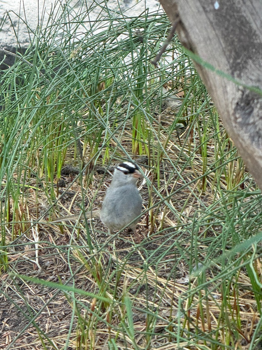 White-crowned Sparrow - ML638641282