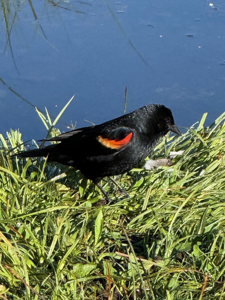 Red-winged Blackbird - ML638641292