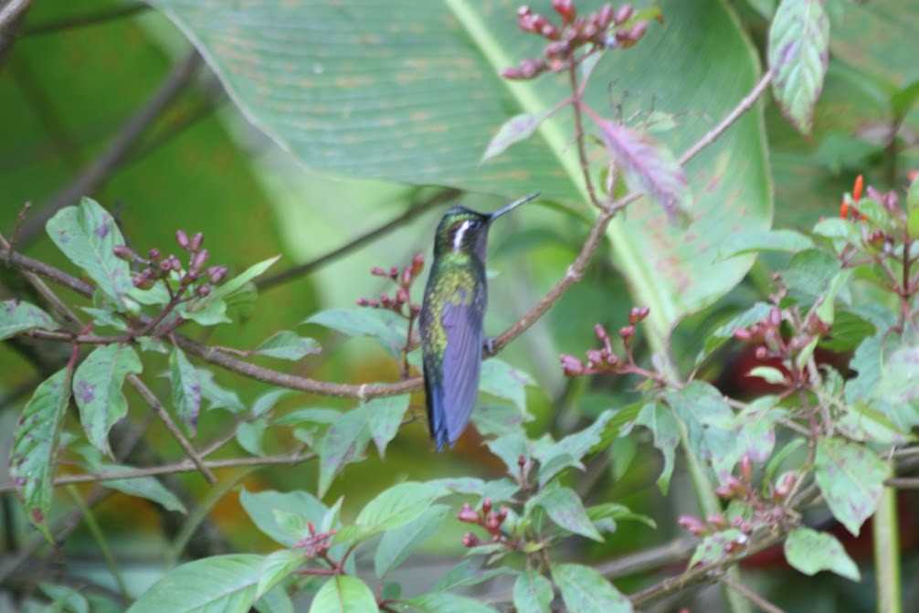 Purple-throated Mountain-gem - ML638641294
