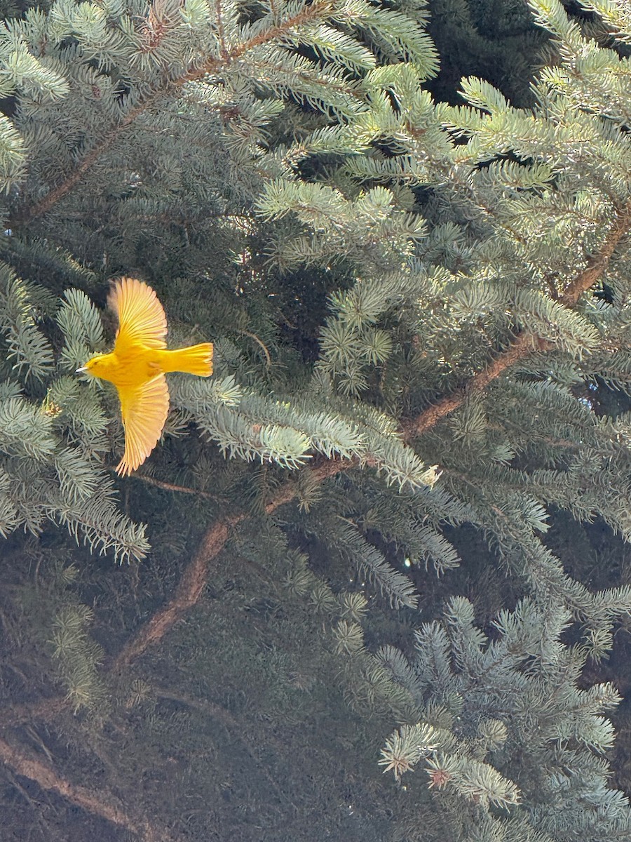 Yellow Warbler - ML638641304