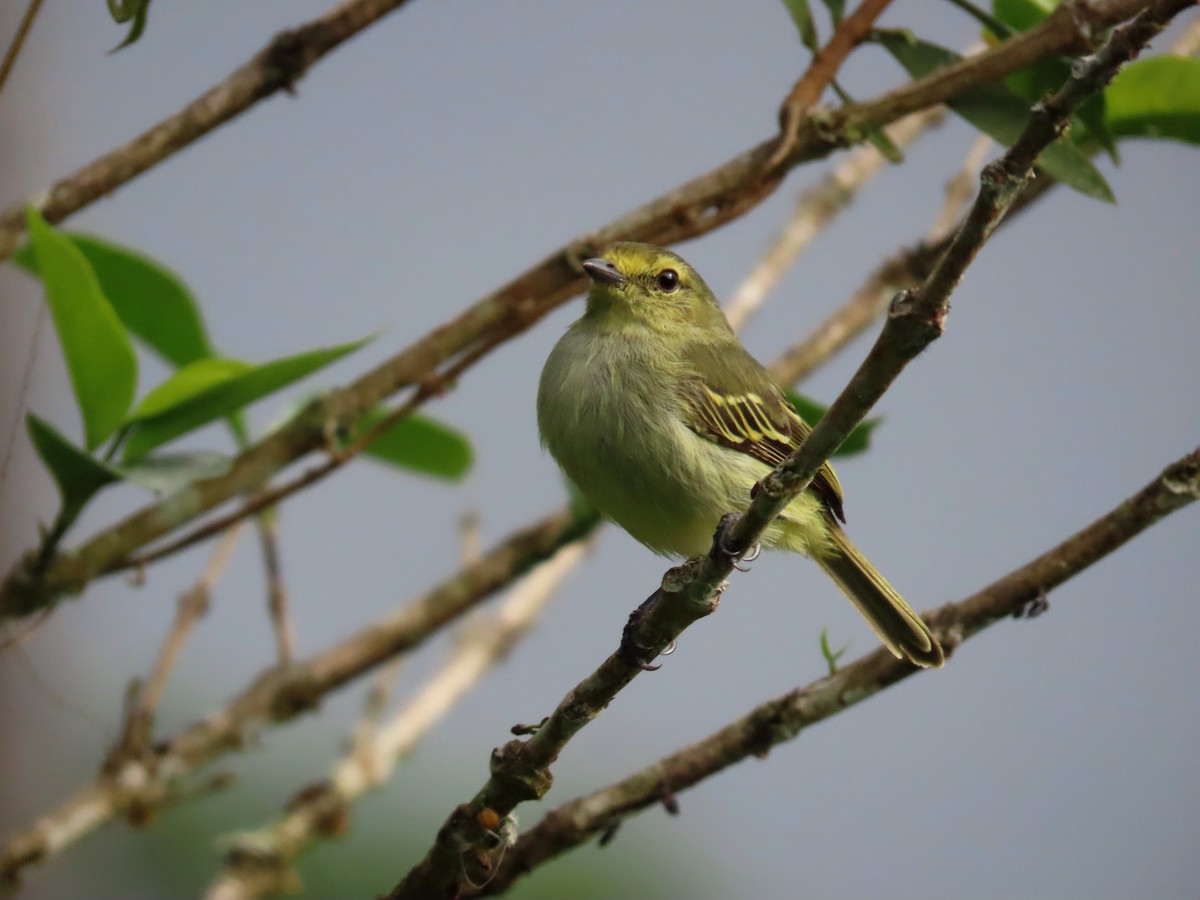 Golden-faced Tyrannulet - ML638641313