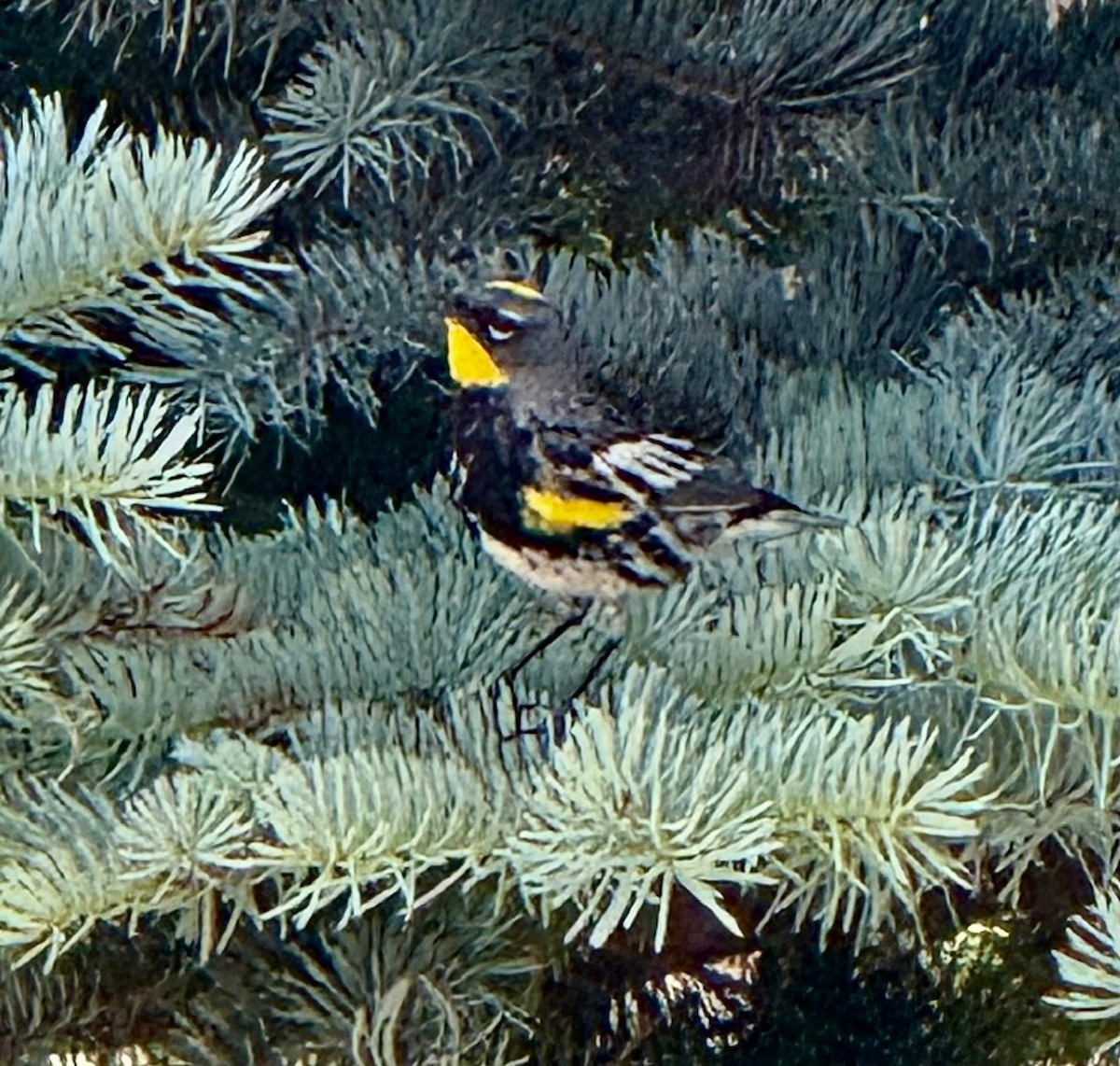 Yellow-rumped Warbler (Audubon's) - ML638641317