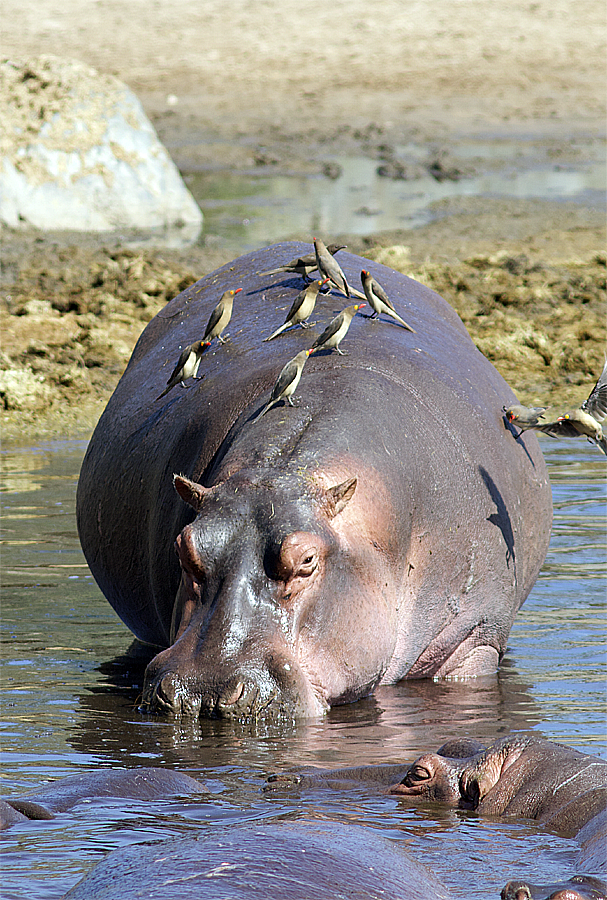 Red-billed Oxpecker - ML638641319