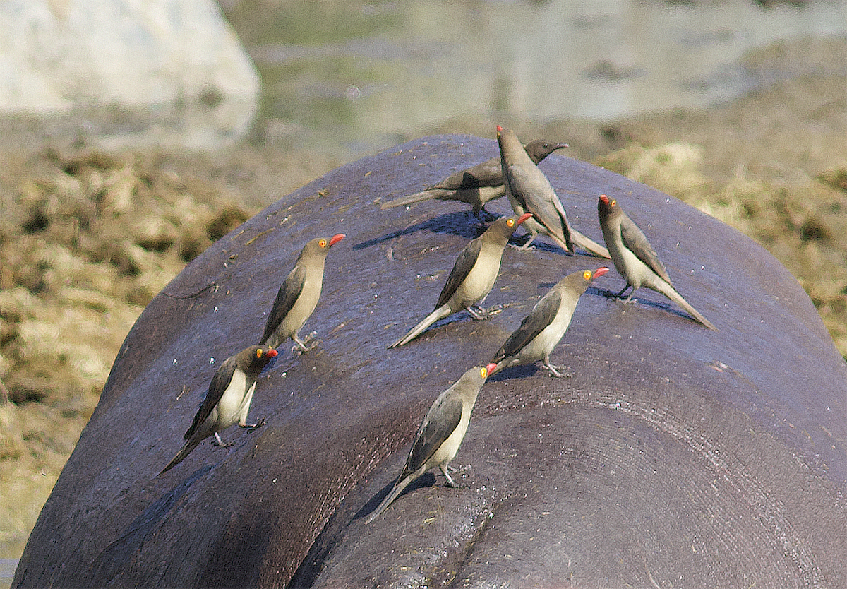 Red-billed Oxpecker - ML638641320