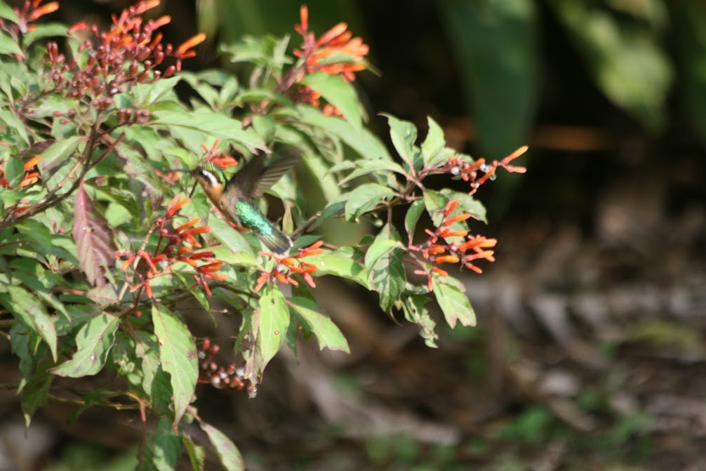 Purple-throated Mountain-gem - ML638641368