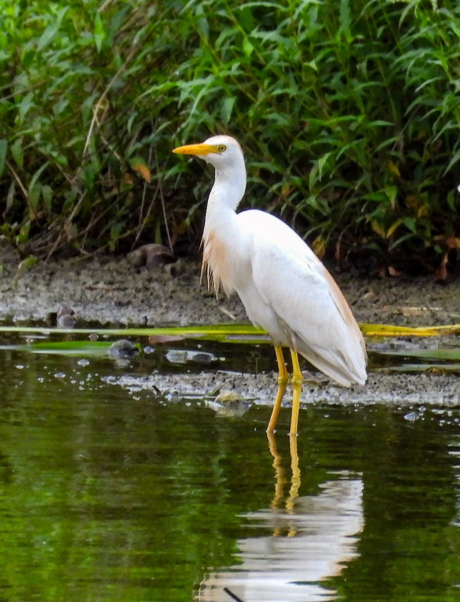 ニシアマサギ - ML638641372