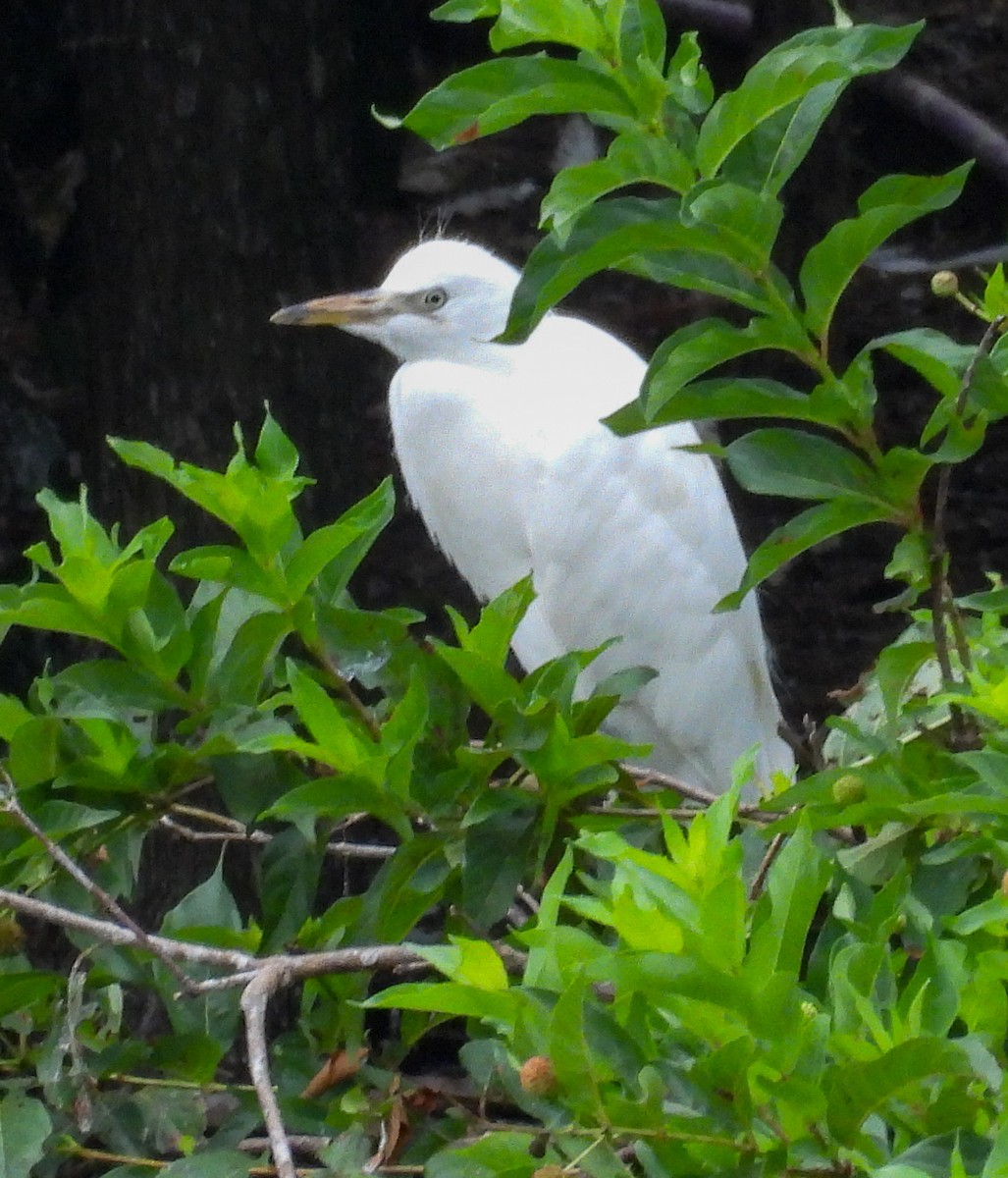 ニシアマサギ - ML638641373