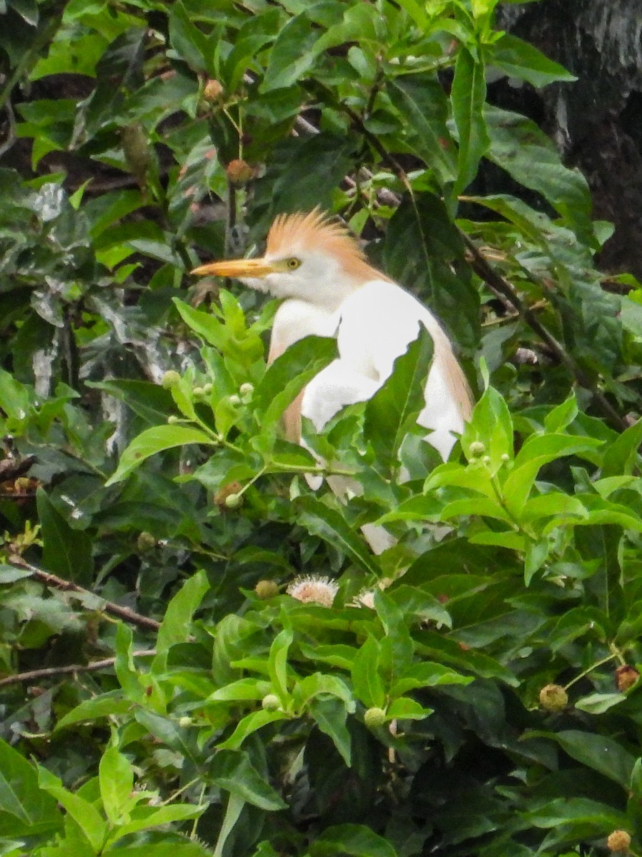 ニシアマサギ - ML638641374