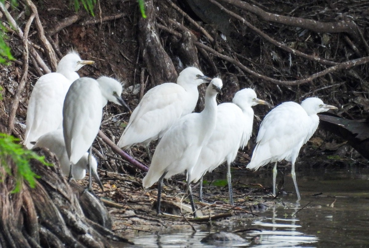 ニシアマサギ - ML638641375