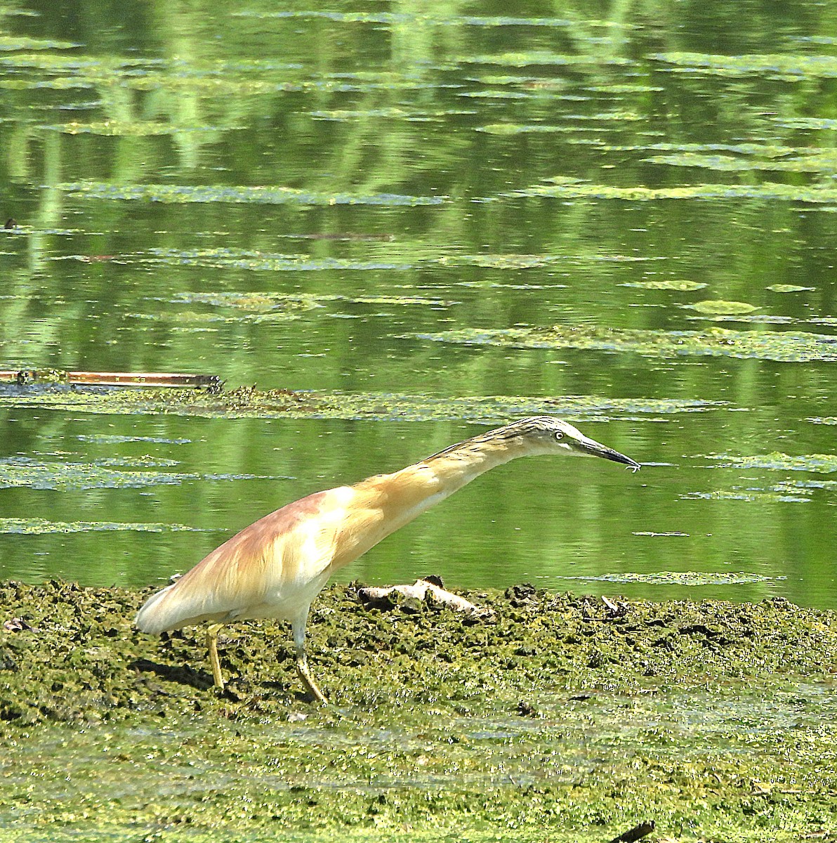 カンムリサギ - ML638641389