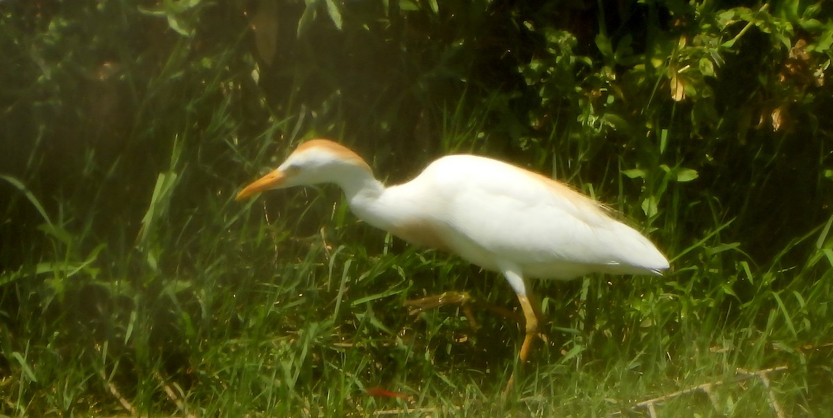 ニシアマサギ - ML638641400