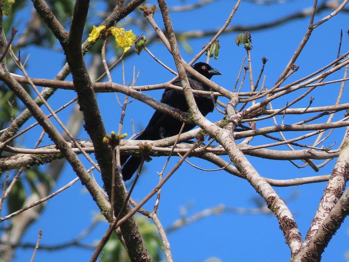 Giant Cowbird - ML638641421