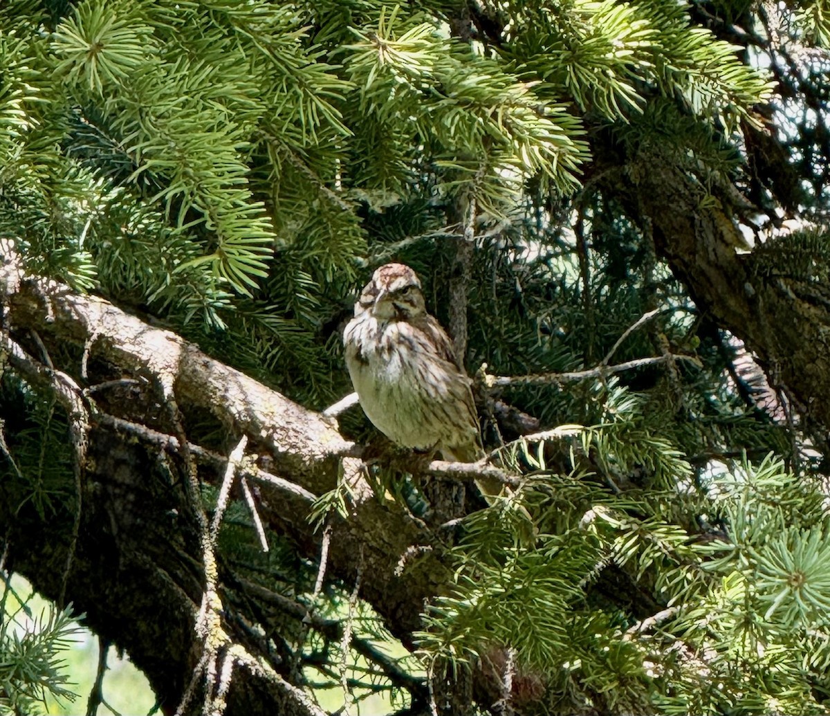 Song Sparrow - ML638641433