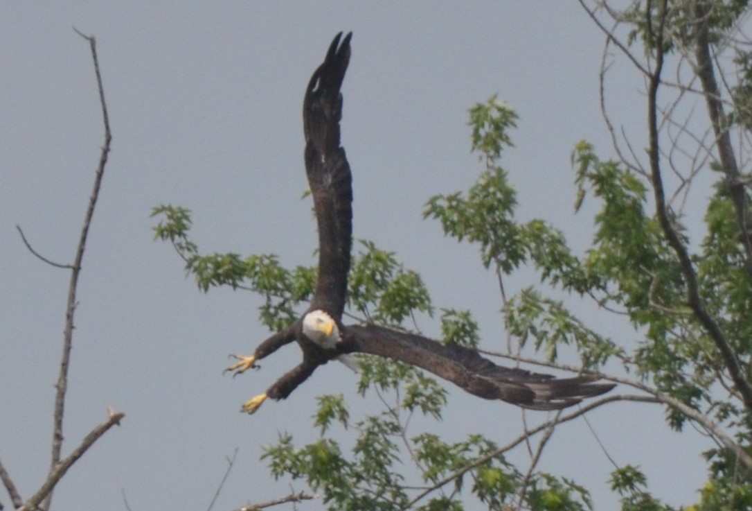 Bald Eagle - ML638641471