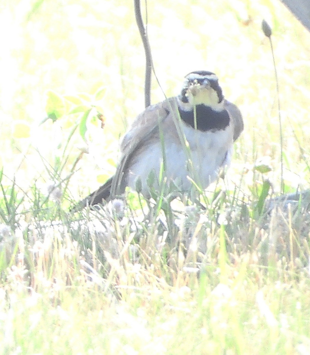 ハマヒバリ - ML638641479