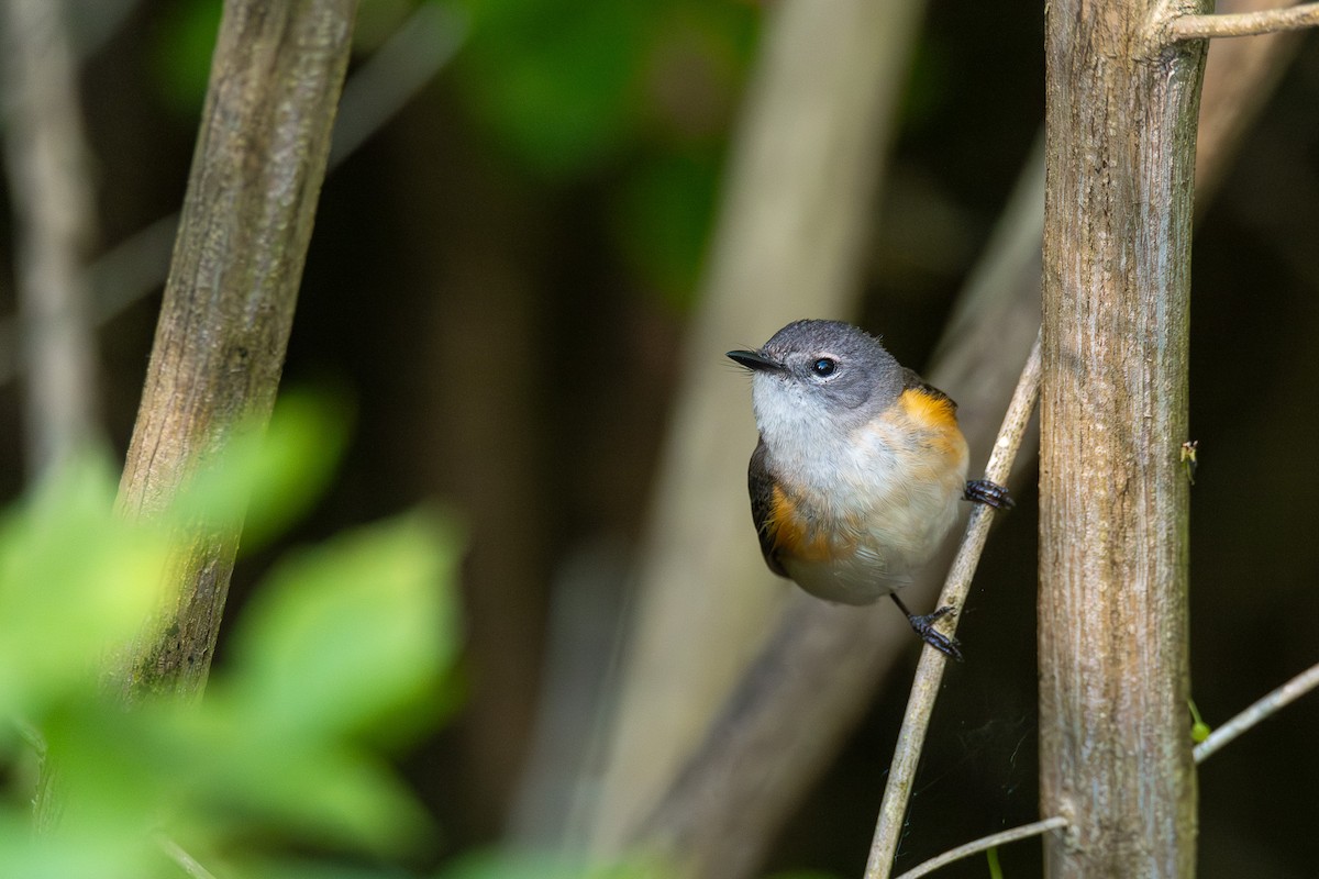 American Redstart - ML638641480