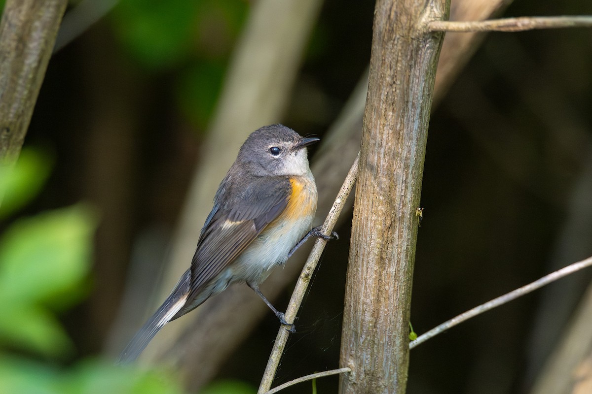 American Redstart - ML638641484