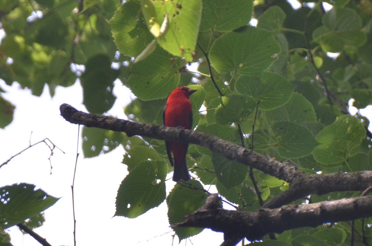 Scarlet Tanager - ML638641503