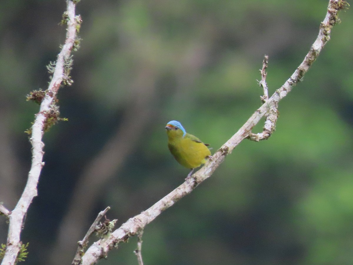 Golden-rumped Euphonia - ML638641512