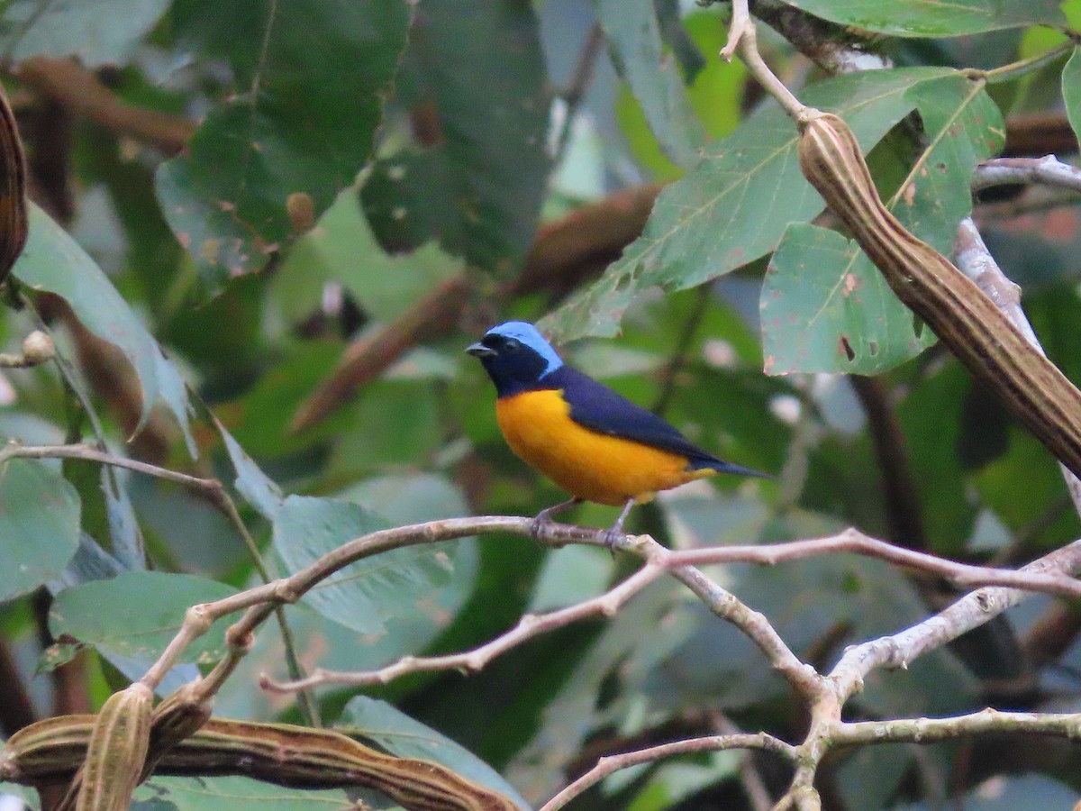 Golden-rumped Euphonia - ML638641520