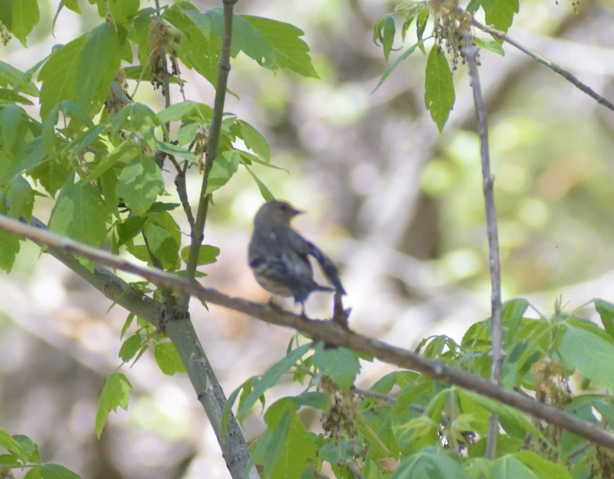 Pine Siskin - ML638641535
