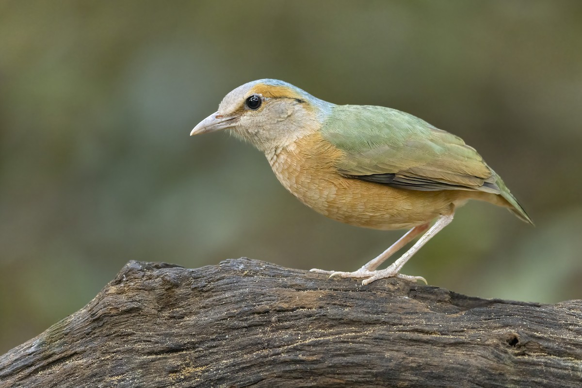 Blue-rumped Pitta - Hydrornis soror - Birds of the World
