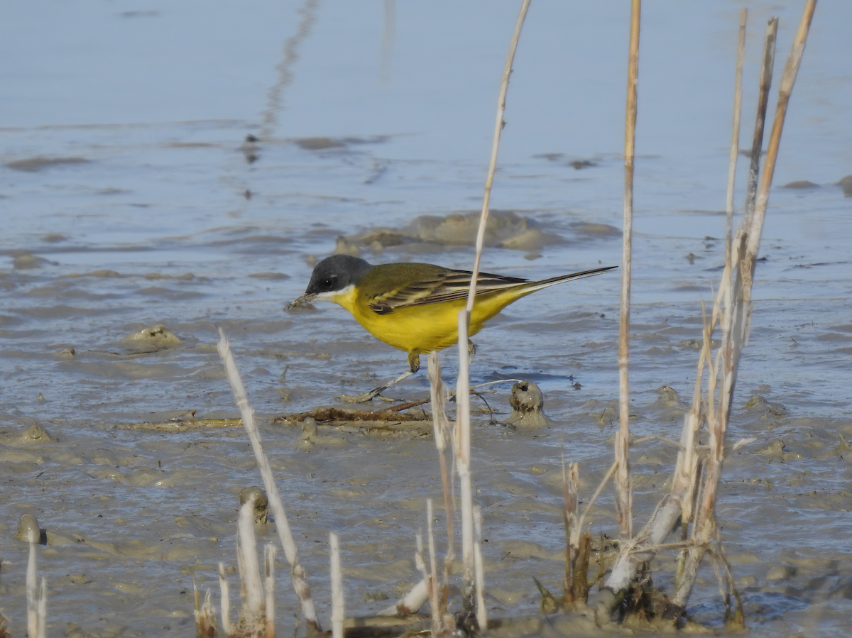 Western Yellow Wagtail (cinereocapilla) - ML638641549